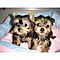Entertaining-t-cup-yorkie-puppies-available-now-for-free