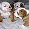 Bulldog-puppies-for-free-adoption-13-weeks-old