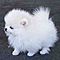 Cute-available-pomeranian-puppies-to-go
