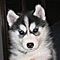 Storming-cute-siberian-husky-puppies-for-re-homing